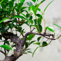 Бонсай Баньян 7 лет