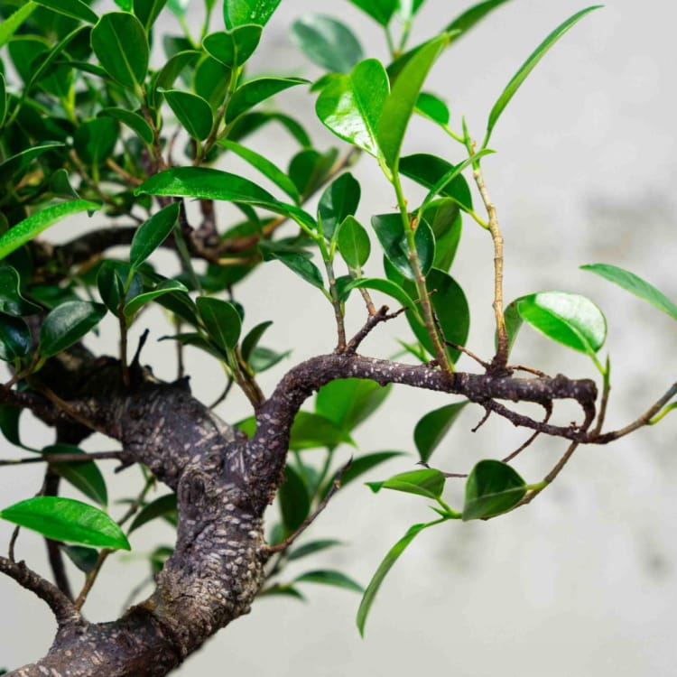 Бонсай Баньян 7 лет