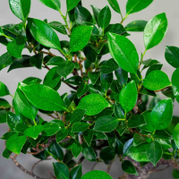 Бонсай Баньян 7 лет