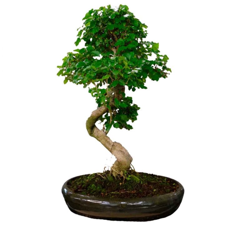 Лигуструм в овальной плошке Лигуструм в овальной плошке