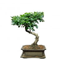 Бонсай Лигуструм Бонсай Лигуструм