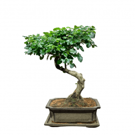 Бонсай Лигуструм