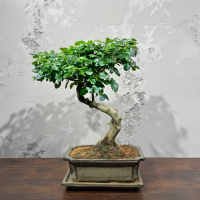 Бонсай Лигуструм Бонсай Лигуструм