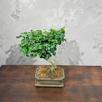 Бонсай Лигуструм Бонсай Лигуструм