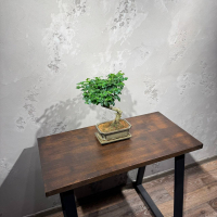 Бонсай Лигуструм Бонсай Лигуструм