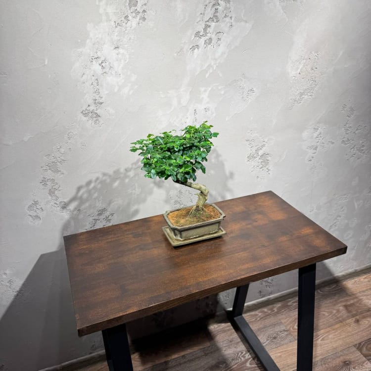 Бонсай Лигуструм Бонсай Лигуструм