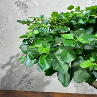 Бонсай Лигуструм Бонсай Лигуструм