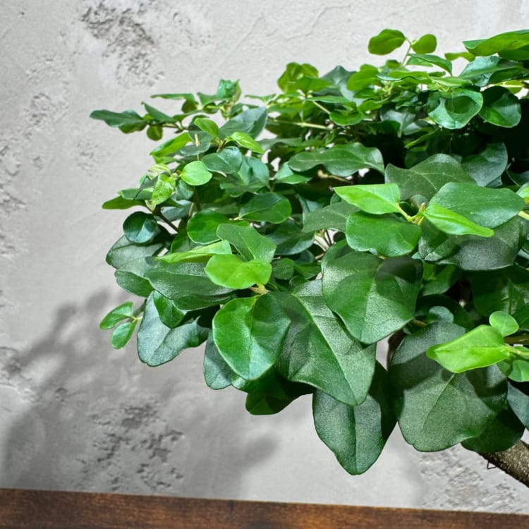 Бонсай Лигуструм Бонсай Лигуструм