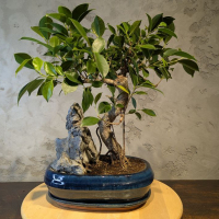 Бонсай - Баньян с большой скалой 45 см