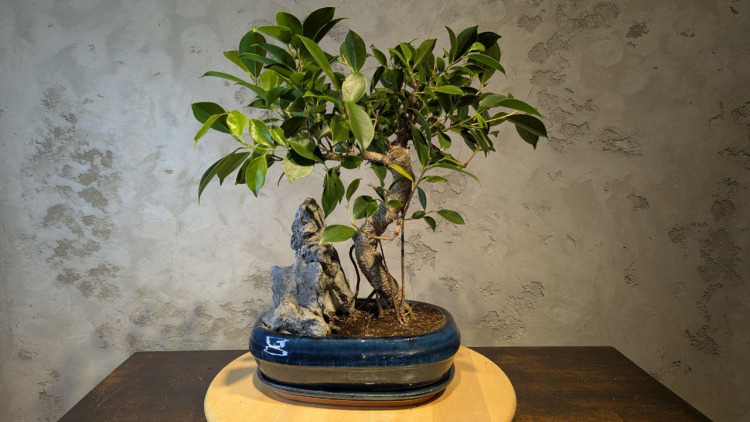 Бонсай - Баньян с большой скалой 45 см