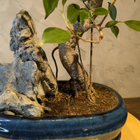 Бонсай - Баньян с большой скалой 45 см