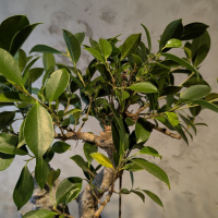 Бонсай - Баньян с большой скалой 45 см