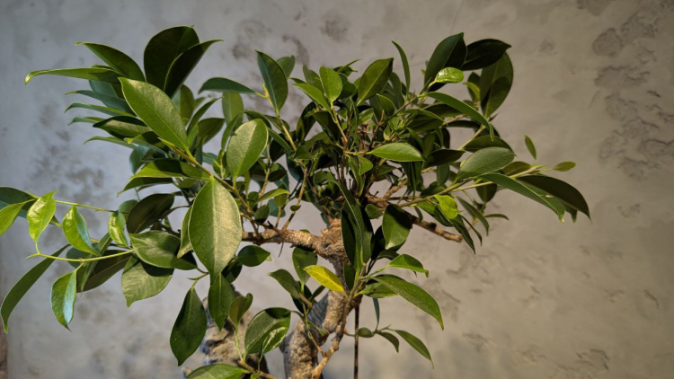 Бонсай - Баньян с большой скалой 45 см