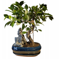 Бонсай - Баньян с большой скалой 45 см