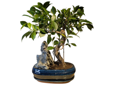 Бонсай - Баньян с большой скалой 45 см