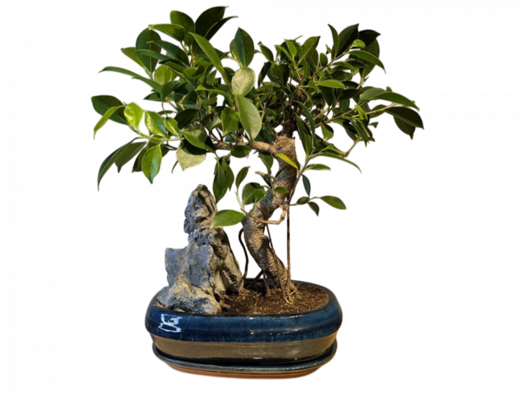 Бонсай - Баньян с большой скалой 45 см