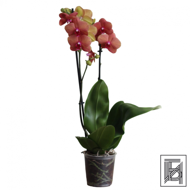 Персиковая Орхидея Фаленопсис D12