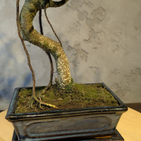 Бонсай - Баньян в синей плошке 45 см