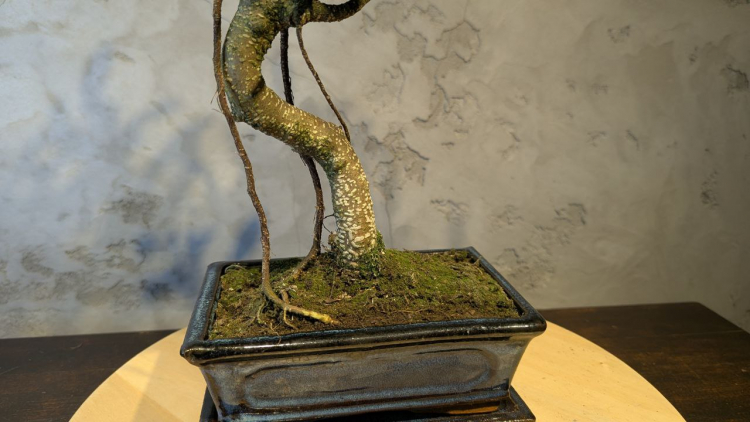 Бонсай - Баньян в синей плошке 45 см