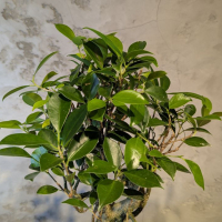 Бонсай - Баньян в синей плошке 45 см