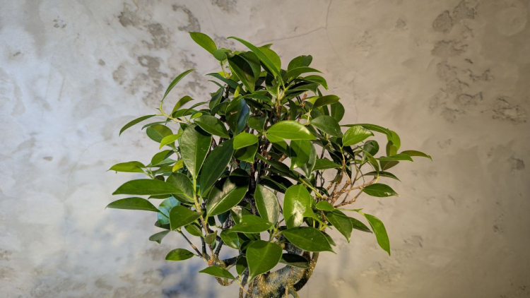 Бонсай - Баньян в синей плошке 45 см