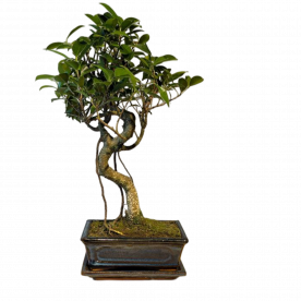 Бонсай - Баньян в синей плошке 45 см