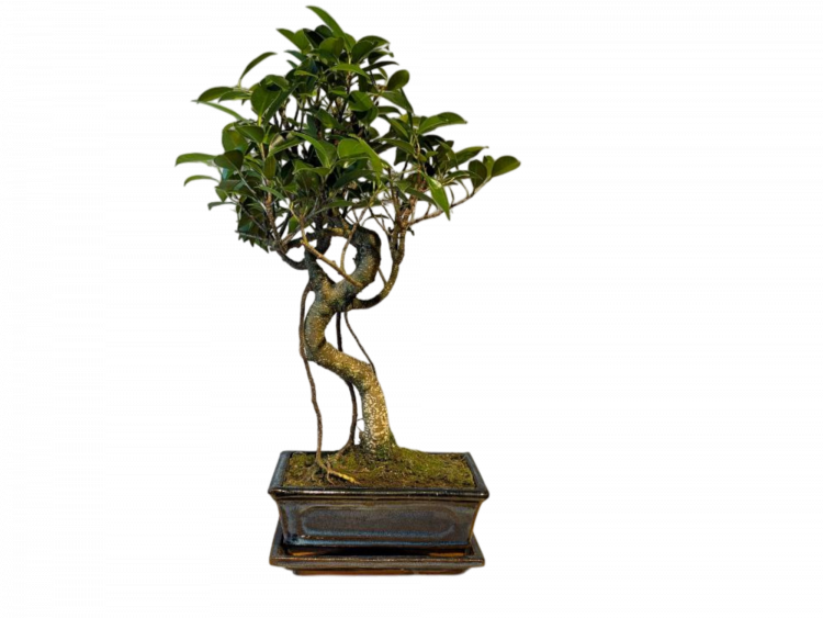 Бонсай - Баньян в синей плошке 45 см