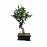 Бонсай - Баньян 14 лет