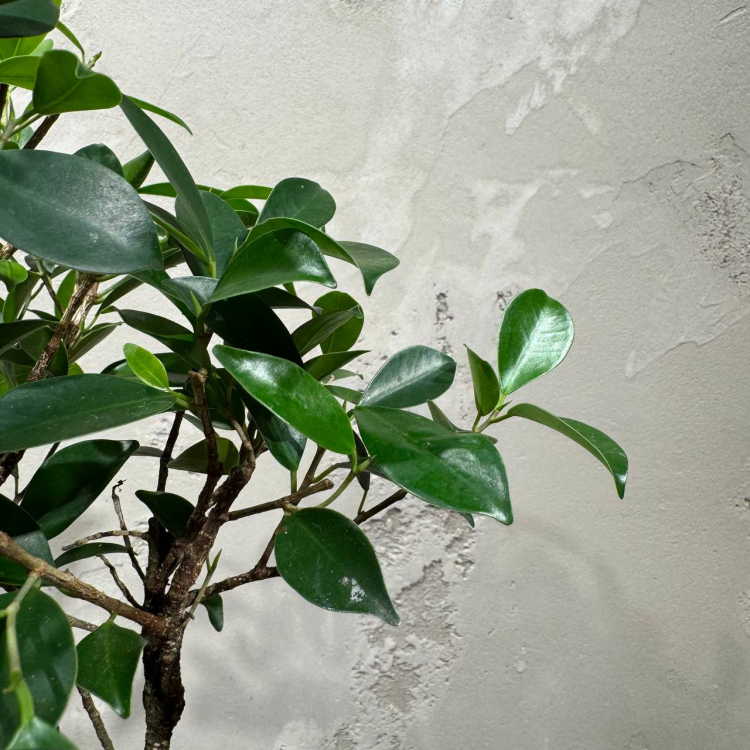 Бонсай - Баньян 14 лет