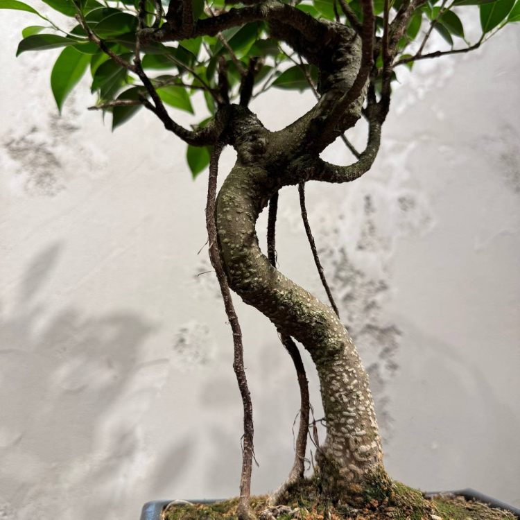 Бонсай - Баньян 14 лет