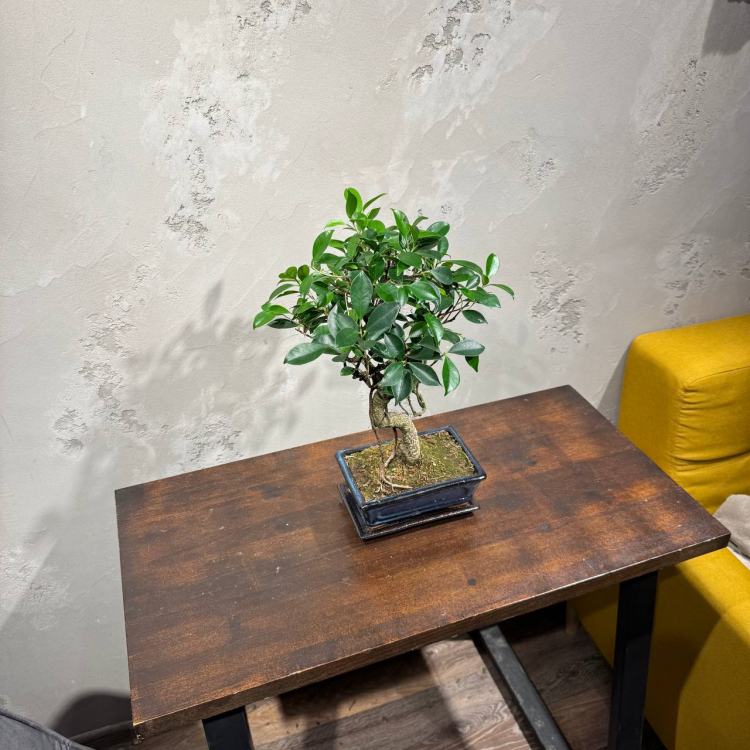 Бонсай - Баньян 14 лет