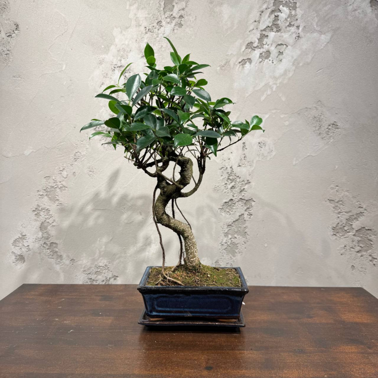 Бонсай - Баньян 14 лет