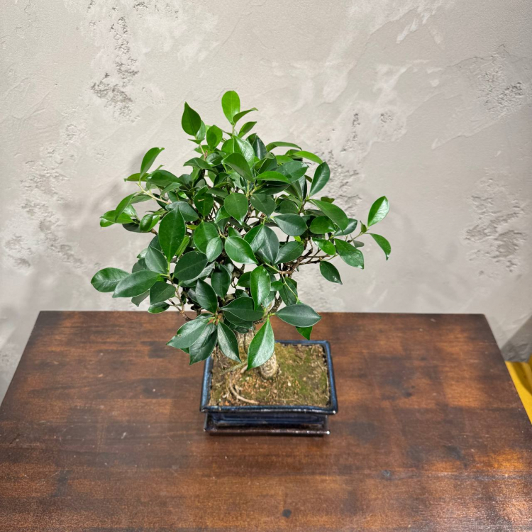 Бонсай - Баньян 14 лет