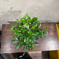 Бонсай - Баньян 14 лет