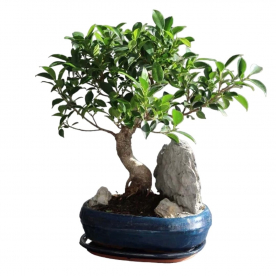 Бонсай Баньян со скалой 16 лет