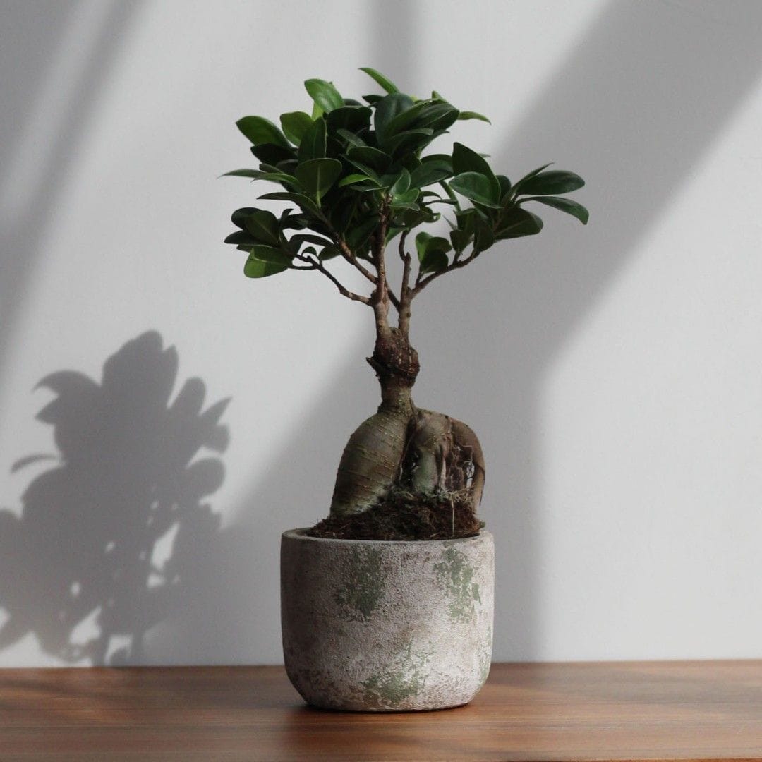 Фикус Микрокарпа 5 лет, купить дерево по выгодной цене в МСК и СПБ