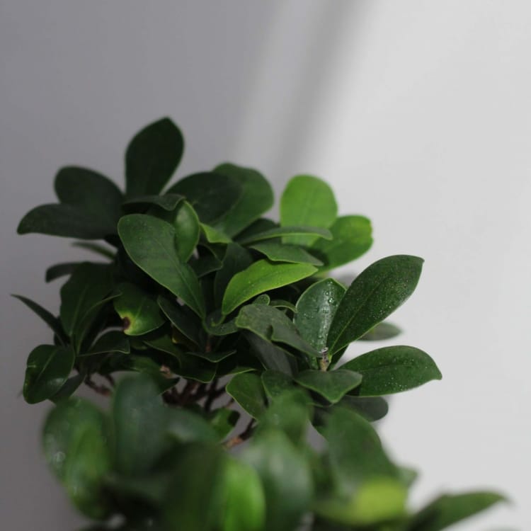 Фикус Микрокарпа 5 лет Фикус Микрокарпа 5 лет