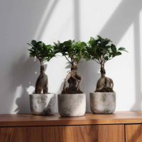 Фикус Микрокарпа 5 лет Фикус Микрокарпа 5 лет