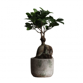 Фикус Микрокарпа 5 лет