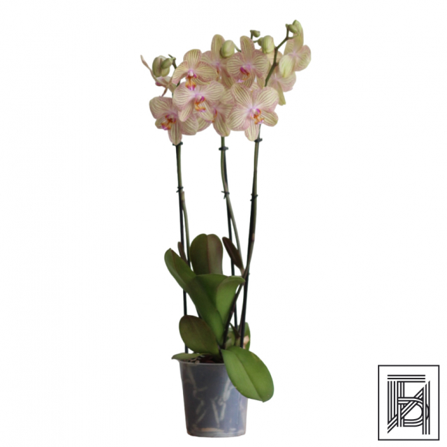 Полосатая Орхидея Фаленопсис бежевого цвета D12