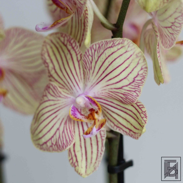 Полосатая Орхидея Фаленопсис бежевого цвета D12