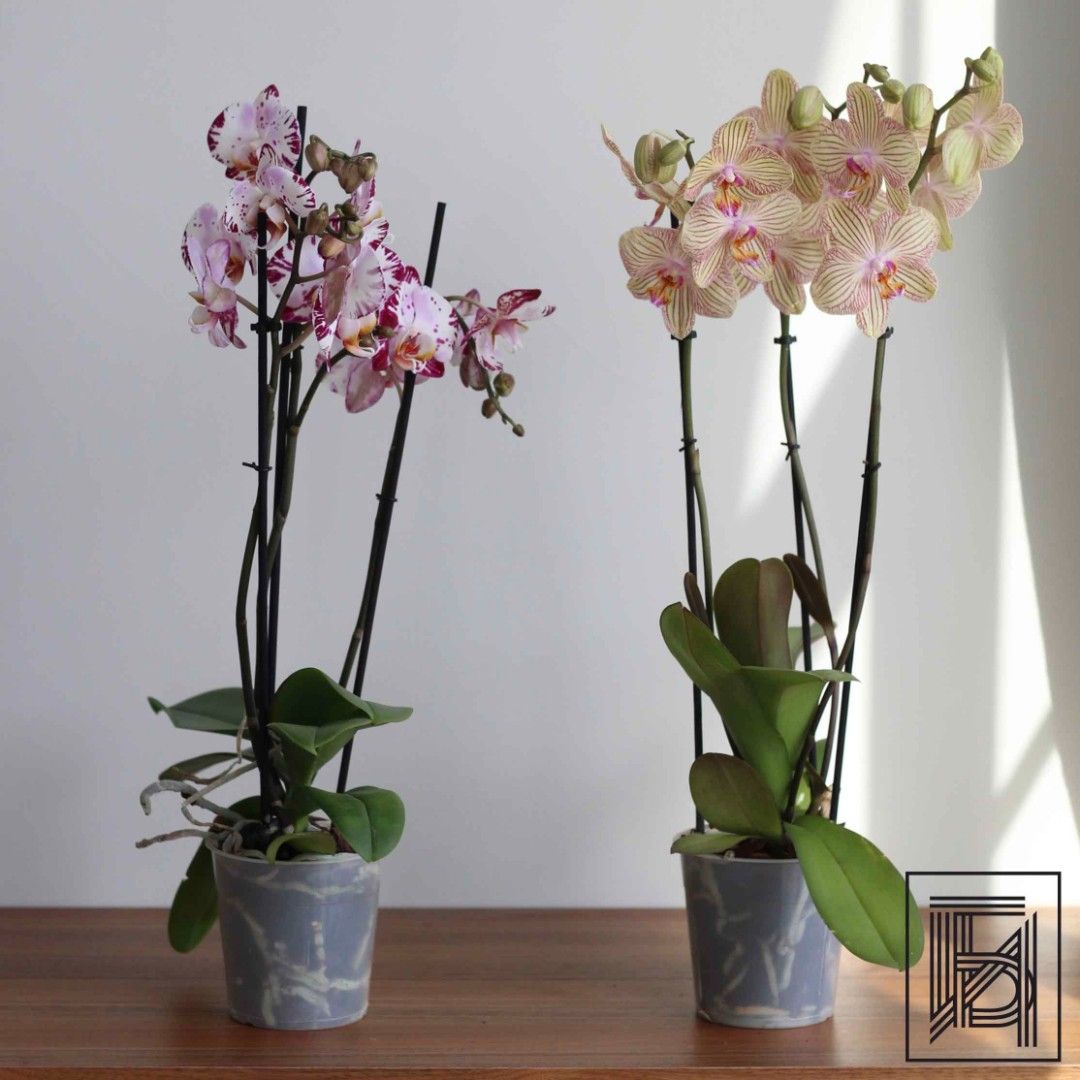 Полосатая Орхидея Фаленопсис бежевого цвета (3 ствола) D12
