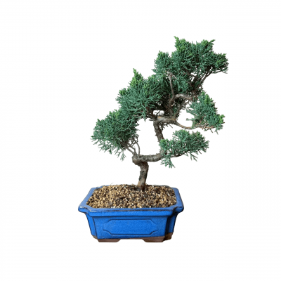 Бонсай Можжевельник Китайский 30 лет