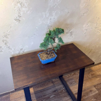 Бонсай Можжевельник Китайский 30 лет