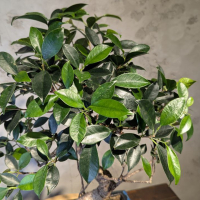 Бонсай - Баньян средний в синей плошке 50 см