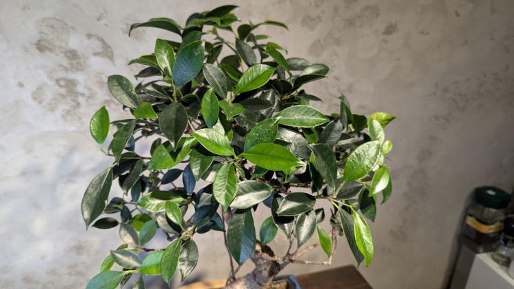 Бонсай - Баньян средний в синей плошке 50 см