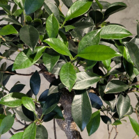 Бонсай - Баньян средний в синей плошке 50 см