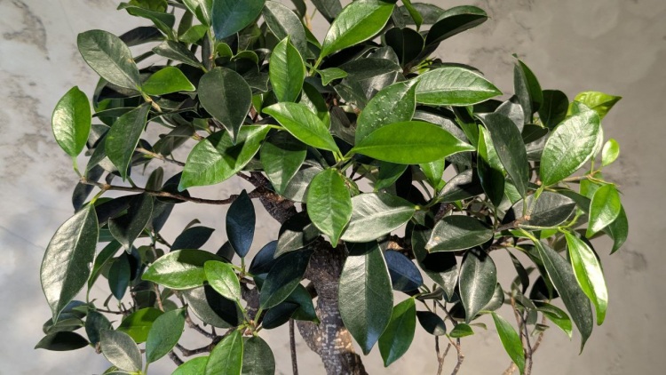 Бонсай - Баньян средний в синей плошке 50 см