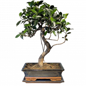Бонсай - Баньян средний в синей плошке 50 см
