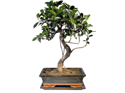 Бонсай - Баньян средний в синей плошке 50 см